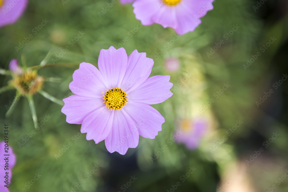 Beautiful light purple color Cosmos flower over blurred green garden  background, nature and spring season concept Stock Photo | Adobe Stock