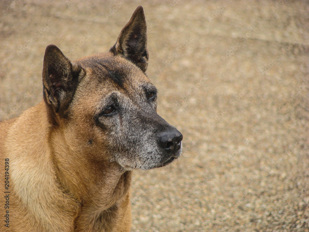 Brown Dog Watching the Stranger Brown Dog Watching the Stranger