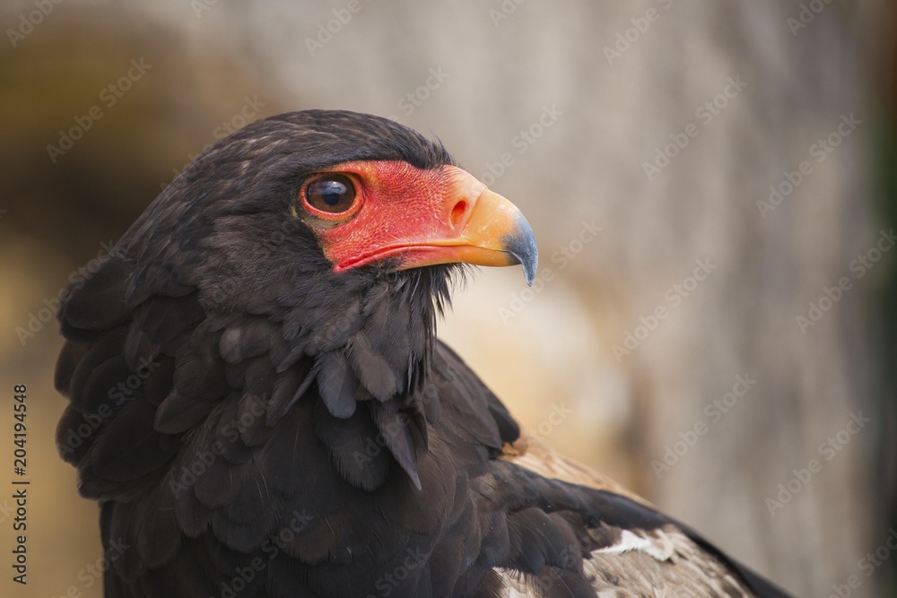 Bateleur (Terathopius ecaudatus) animal portrait, captive, North Rhine-Westphalia, Germany, Europe