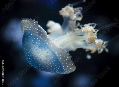 White-spotted Jellyfish (Phyllorhiza punctata), black background, captive photo