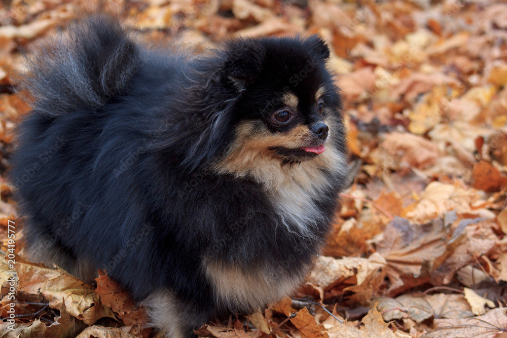 Black pomeranian spitz is standing in the autumn foliage.