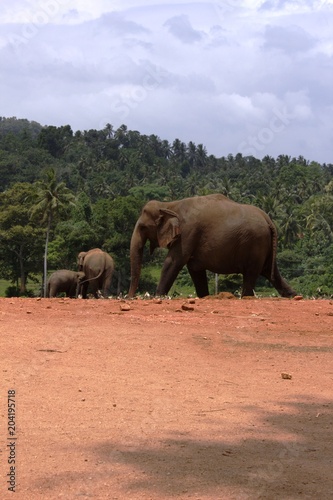 Sri lanka