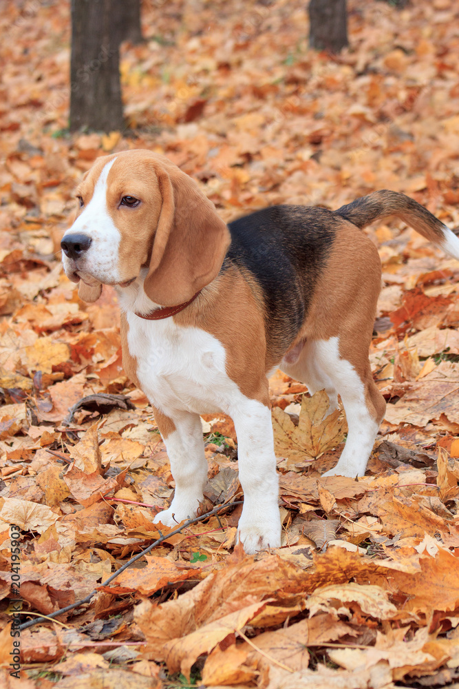 Beagle is standing in the autumn foliage in the park.