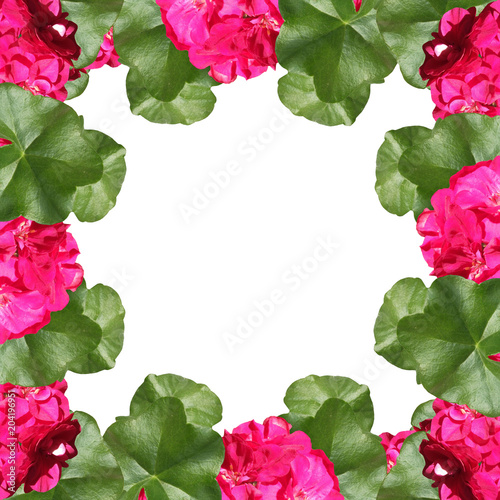 Fototapeta Naklejka Na Ścianę i Meble -  Beautiful flower frame with pink pelargonium. Isolated 