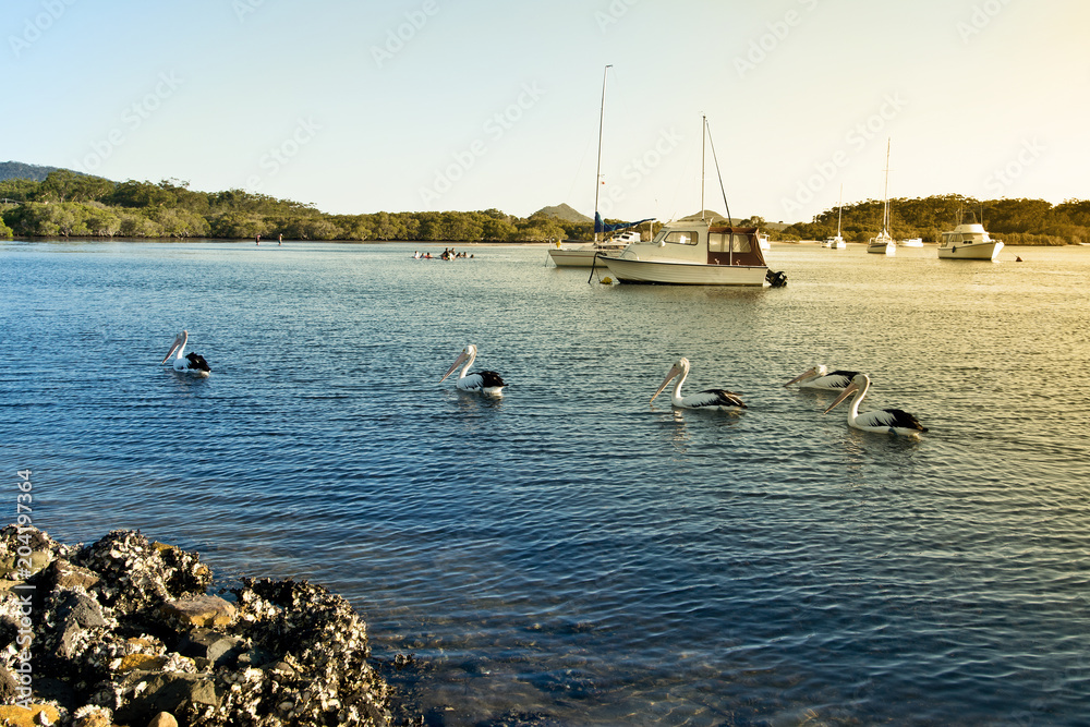 Obraz premium Pelicans and boats on Myall Lake in Australia.