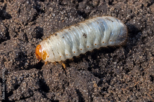 White chafer grub against the background of the soil. Larva of the May beetle. Agricultural pest. © vladk213