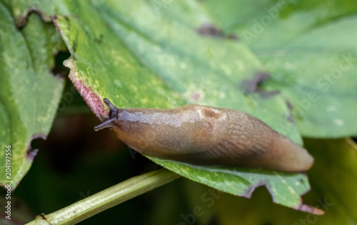 Slug creeps along the green leaf of the plant. Agricultural pest. Selective focus.