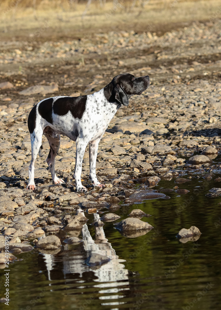 Dog english pointer