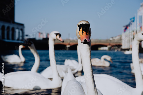 White swan head looking into camera on Alster river canal near city hall in Hamburg