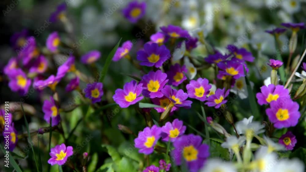 Primrose flowers grow on a flower bed Primrose flowers grow on a flower bed