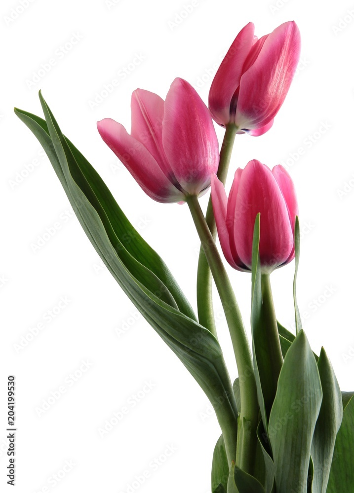 posy of multicolor tulips close up isolated posy of multicolor tulips close up isolated