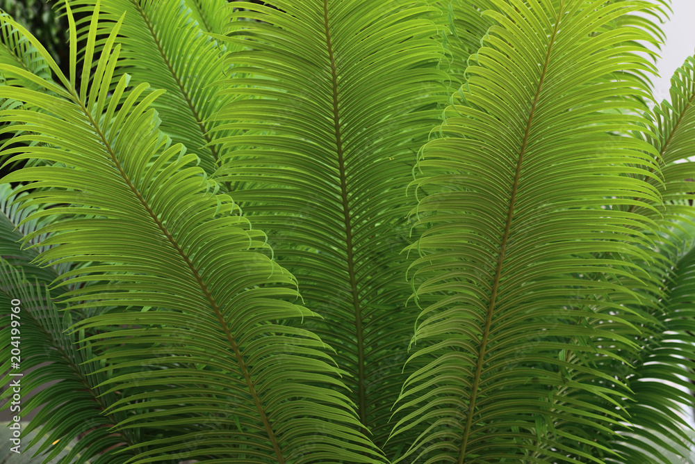 Palm leaves bright green background Palm leaves bright green background