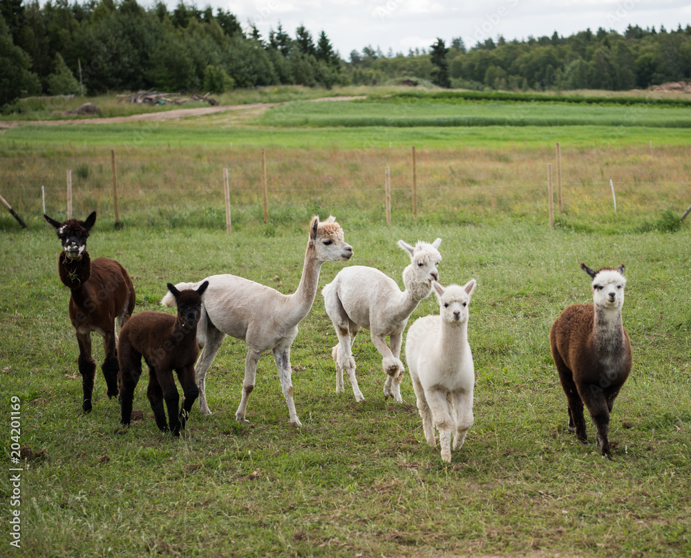An alpaca (Vicugna pacos) is a domesticated species of South American camelid. .Pasturing on the field An alpaca (Vicugna pacos) is a domesticated species of South American camelid. .Pasturing on the field