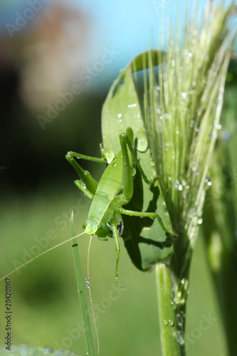 Grasshopper on wheat © Kybele