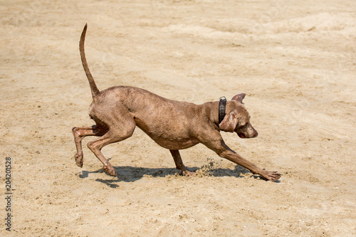 Gl  cklicher Hund tobt am Strand herum