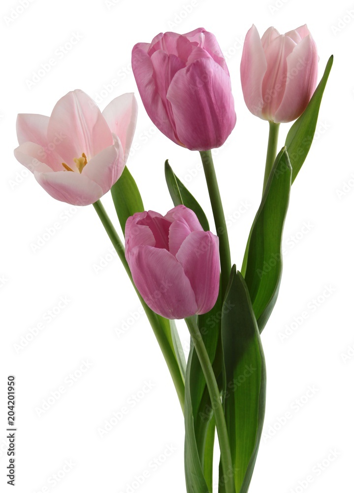 posy of multicolor tulips close up isolated posy of multicolor tulips close up isolated