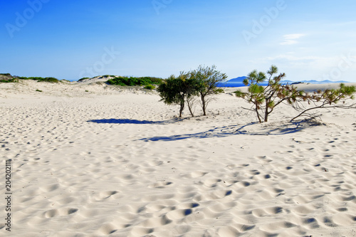 Sand dunes in Myall Lakes in Australia. photo