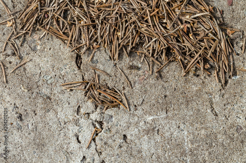 Dry Fur-Trees, Pine Needles On Concrete