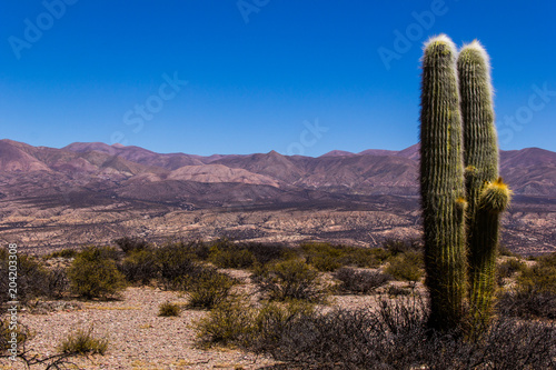 Cactus in desert of Peña Blanca - Humahuaca in Jujuy Province - Argentina-8.CR2