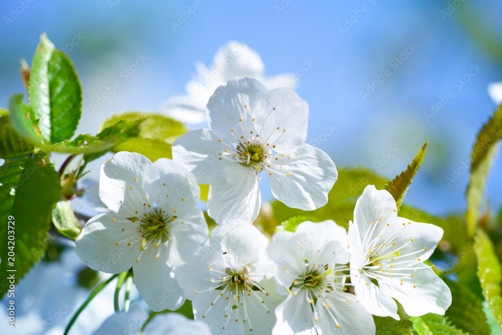 Obraz premium Flowers bloom on a branch of cherry against blue sky