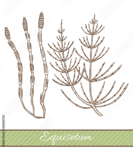 Картината върху платно Equisetum in Hand Drawn Style