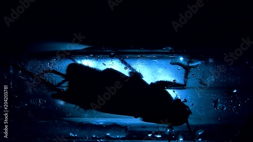 Cockroach isolated is hiding in dark places, light effects