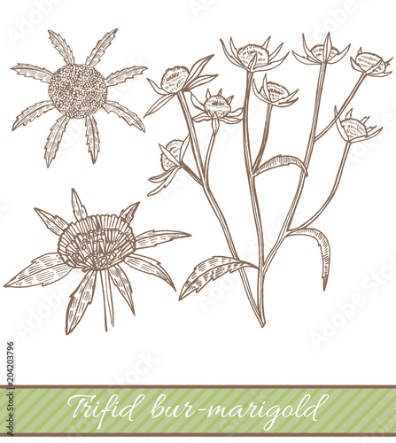 Trifid Bur-Marigold in Hand Drawn Style