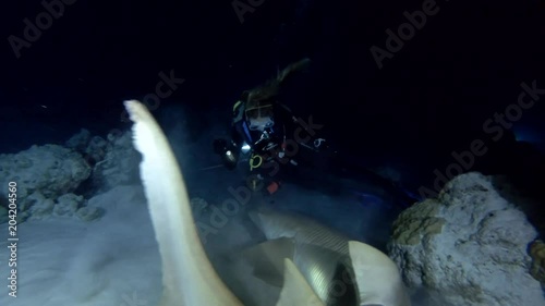 Female scuba diver looks at a  nurse shark in the night. Giant sleepy shark or Tawny nurse shark (Nebrius ferrugineus), Indian Ocean, Maldives
 photo