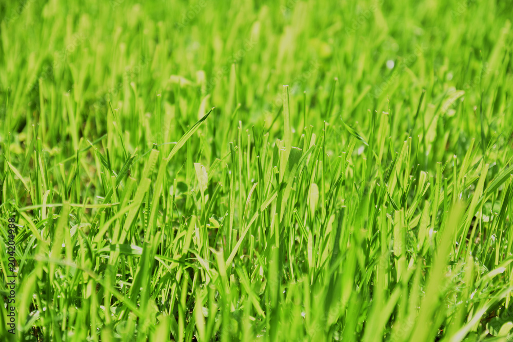 green grass background close-up