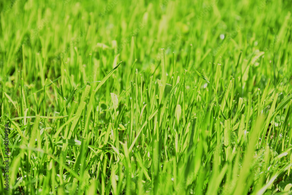 green grass background close-up green grass background close-up