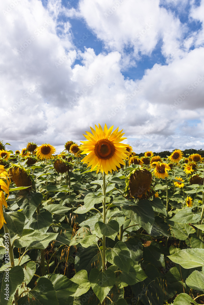 Fototapeta premium Champ de Tournesol en Provence, France