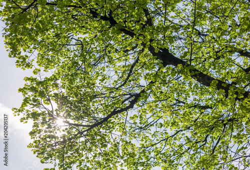 Fresh young spring greens on a tree, natural background and texture, rays of the sun through foliage