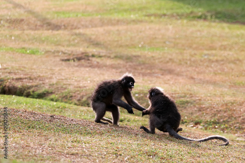 Leaf monkey or Dusky langur are fighting or biting on the lawn in the garden