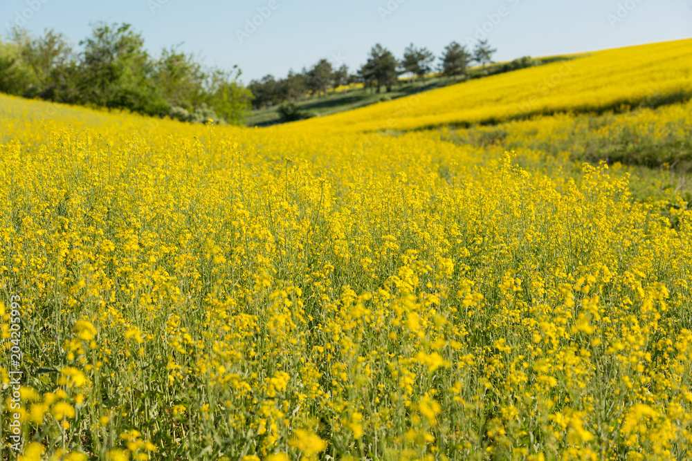 a hilly yellow rape field and trees in the background, an oilseed crop, a source of butter and nectar for beekeeping