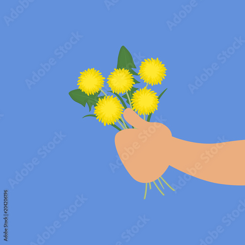 Fototapeta Naklejka Na Ścianę i Meble -  Hand holds a bouquet of dandelions. Yellow flowers. Vector illustration on a blue background