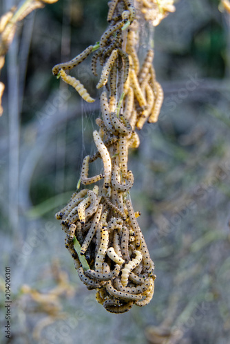 Raupen der Pfaffenhütchen Gespinstmotte photo