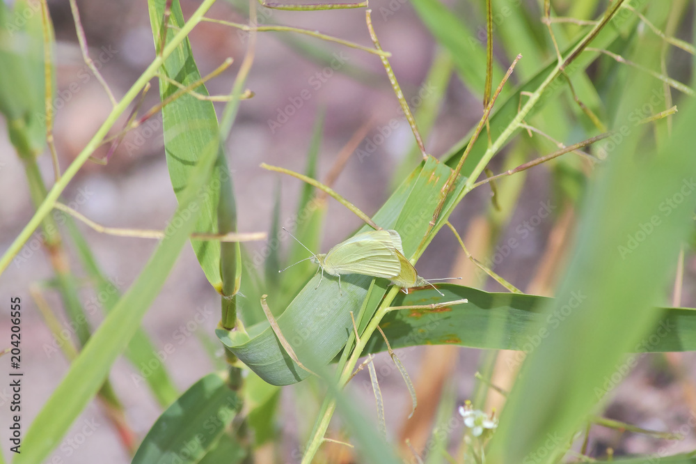 Butterflies camouflaging among green plants Butterflies camouflaging among green plants