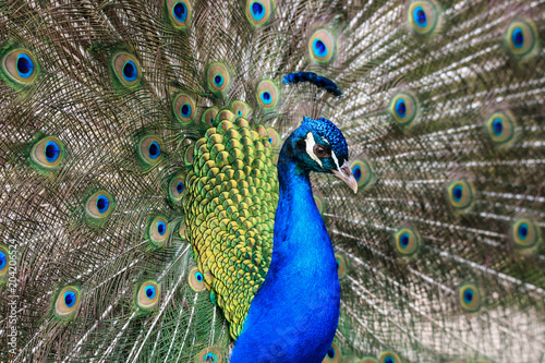 pavone maschio (Pavo cristatus)