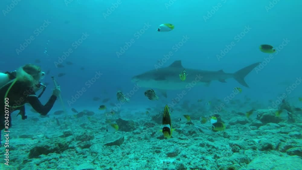 Female scuba diver looks at tiger shark over reef. Tiger Shark (Galeocerdo cuvier), Indian Ocean, Fuvahmulah island, Maldives
Female scuba diver looks at tiger shark over reef. Tiger Shark (Galeocerdo cuvier), Indian Ocean, Fuvahmulah island, Maldives