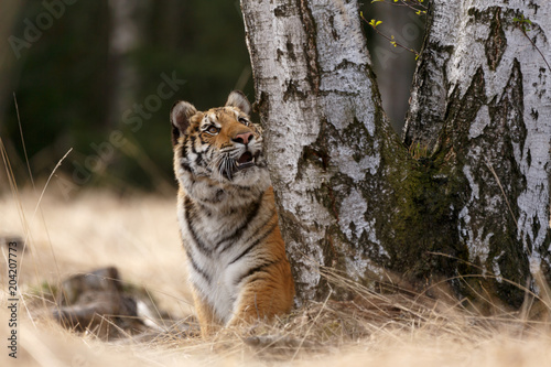 Sibirischer Tiger an einer Birke © Nadine Haase