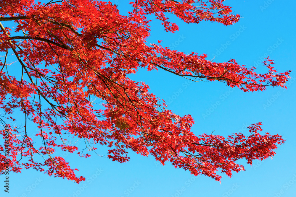 Autumn is one of the most famous seasons to travel in Japan. Autumn is one of the most famous seasons to travel in Japan.