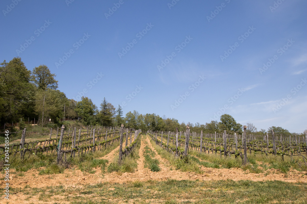 Vineyard in italian countryside. Quality wine in Italy, cultivation and organization of plants. vineyard with regular rows in the Italian countryside. Italian noble wine. Vineyard in italian countryside. Quality wine in Italy, cultivation and organization of plants. vineyard with regular rows in the Italian countryside. Italian noble wine.