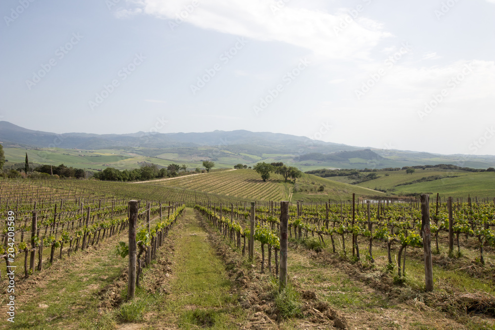 Vineyard in italian countryside. Quality wine in Italy, cultivation and organization of plants. vineyard with regular rows in the Italian countryside. Italian noble wine. 
