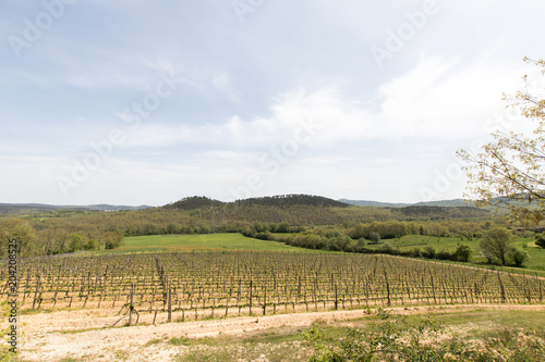 Vineyard in italian countryside. Quality wine in Italy  cultivation and organization of plants. vineyard with regular rows in the Italian countryside. Italian noble wine. 