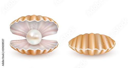 Vector beautiful pearl shell icon set