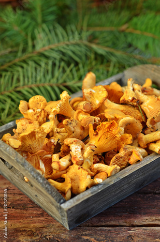 Mushrooms chanterelle on a wooden background