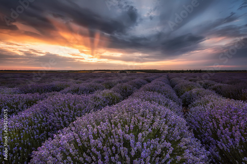 Lavender field / Stunning landscape with lavender field at sunrise near Shabla, Bulgaria