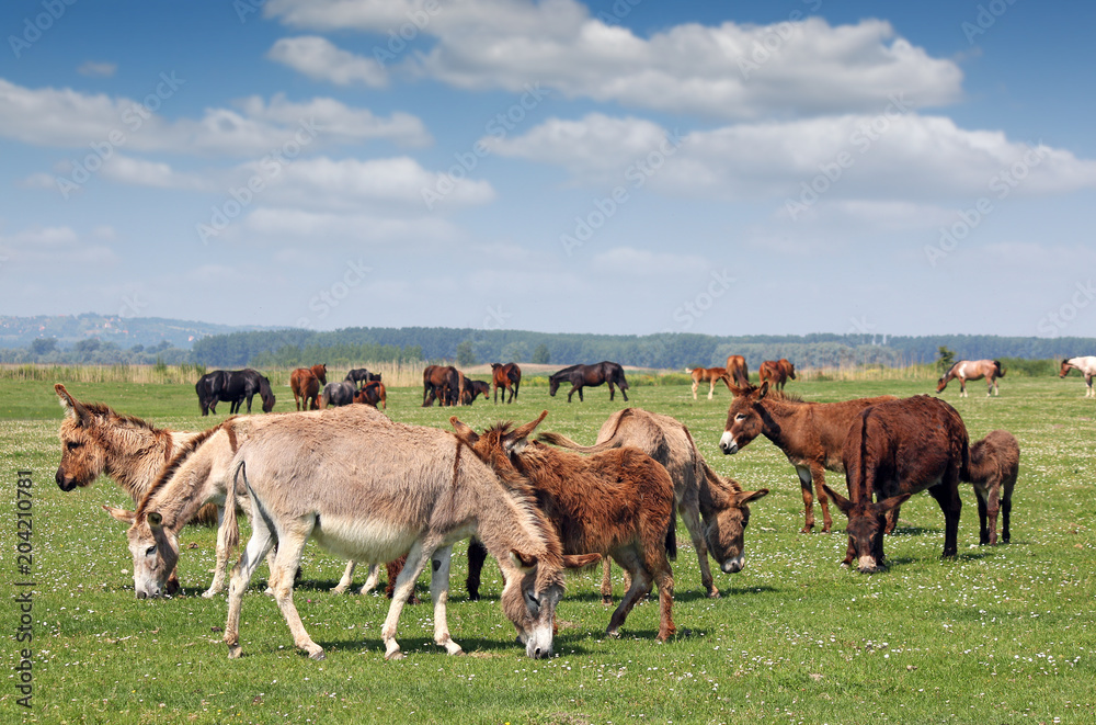 donkeys in pasture spring season