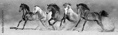 Horses run fast in sand against dramatic sky. Black  and white