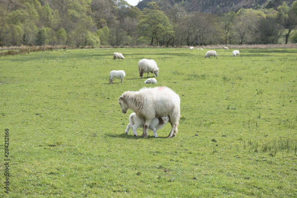 Sheep feeding young lamb in a green field Sheep feeding young lamb in a green field